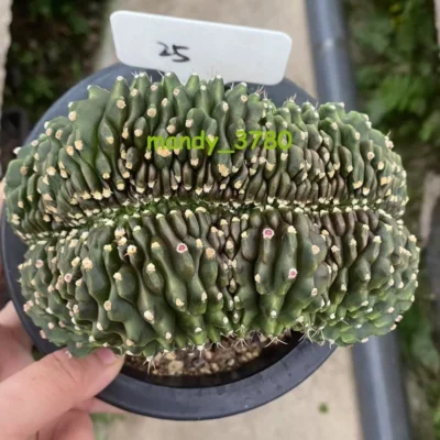 Gymnocalycium anisitsii Cristata Spineless Succulent Home Bonsai WYSIWYG#25