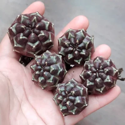 Rarecactus plant Day dream Home Bonsai Decor beautiful purper plants 3-4cm 2PCS