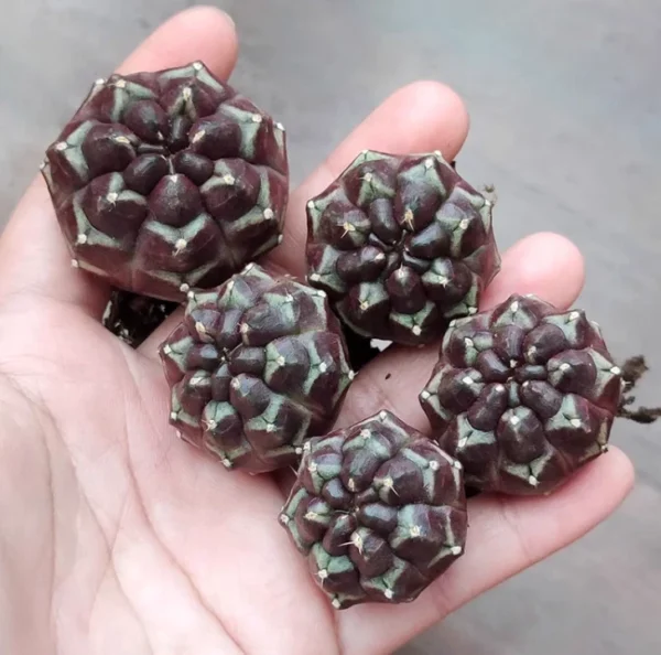 Rarecactus plant Day dream Home Bonsai Decor beautiful purper plants 3-4cm 2PCS