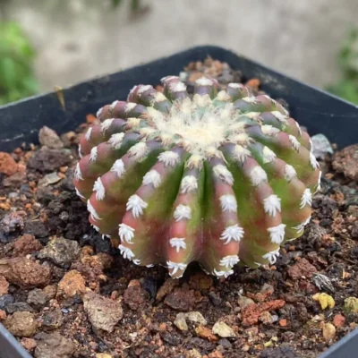 4.7CM Discocactus horstii RareCactus plants garden Cactus ownroot WYSIWYG