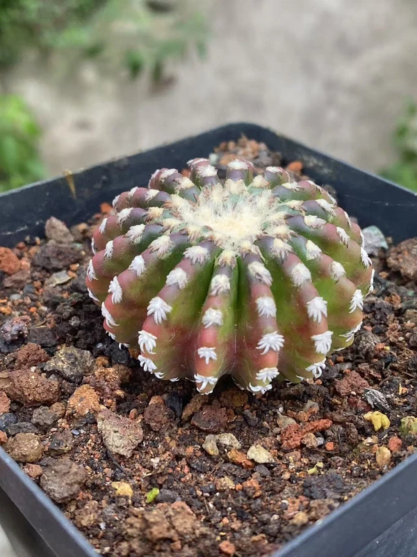 4.7CM Discocactus horstii RareCactus plants garden Cactus ownroot WYSIWYG