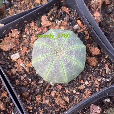 Euphorbia Obesa Astrophytum Succulent cactus Plants SeedGrown 3cm