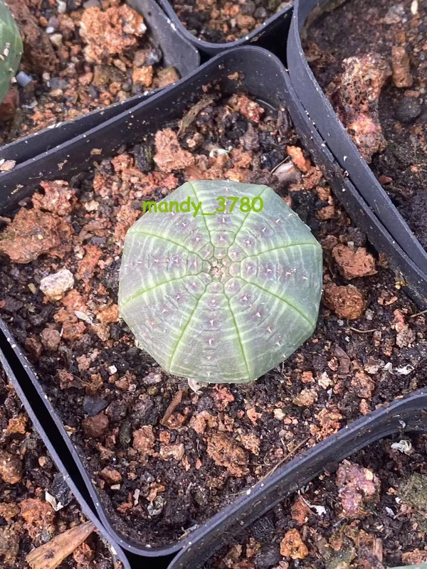 Euphorbia Obesa Astrophytum Succulent cactus Plants SeedGrown 3cm