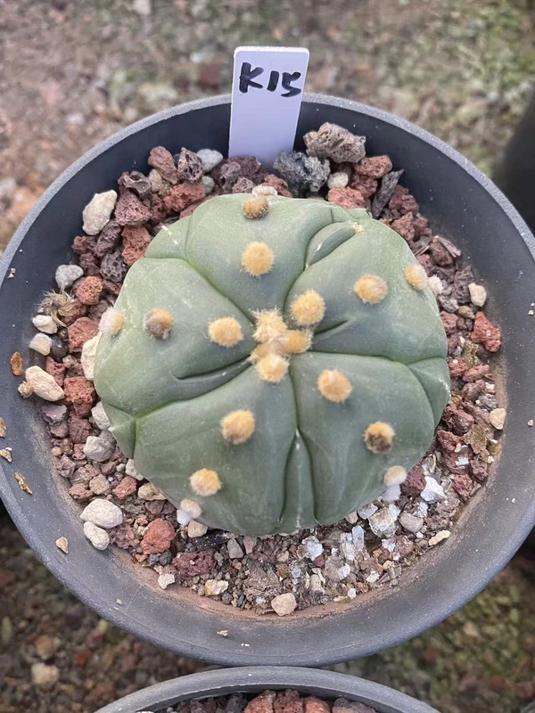 Succulent plant Astrophytum asterias Fukuryo Home BonsaiDecor plants WYSIWYG K15