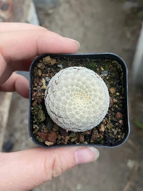 3cm Euphorbia Piscidermis Cactaceae Succulent Cactus Plant Beautiful Plant