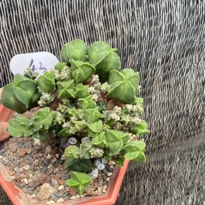 RareSucculent Plant Astrophytum myriostigma var. columnare Monstata WYSIWYG 43#