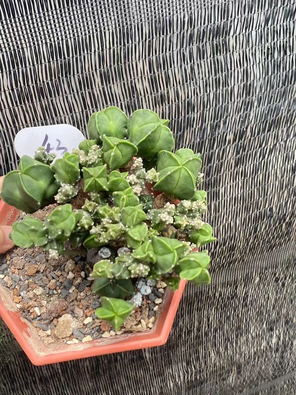 RareSucculent Plant Astrophytum myriostigma var. columnare Monstata WYSIWYG 43#