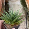 Haworthia Plant RareSucculent Garden Décor Boutique 6-8CM