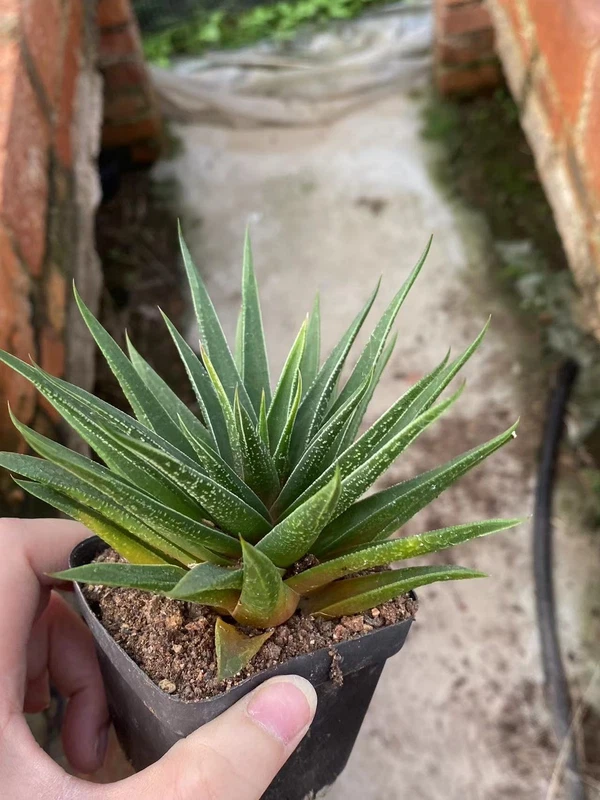 Haworthia Plant RareSucculent Garden Décor Boutique 6-8CM