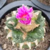 RareSucculent Plant Ariocarpus retusus withroots Garden Decor Boutique