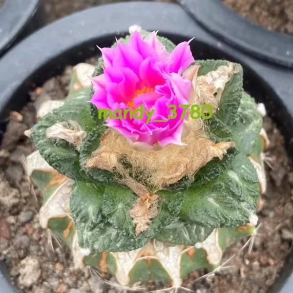 RareSucculent Plant Ariocarpus retusus withroots Garden Decor Boutique