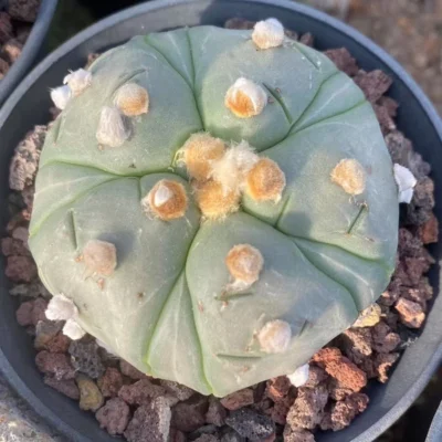 Astrophytum asterias Primitive succulent plants seedgrowth WYSIWYG7.4-3