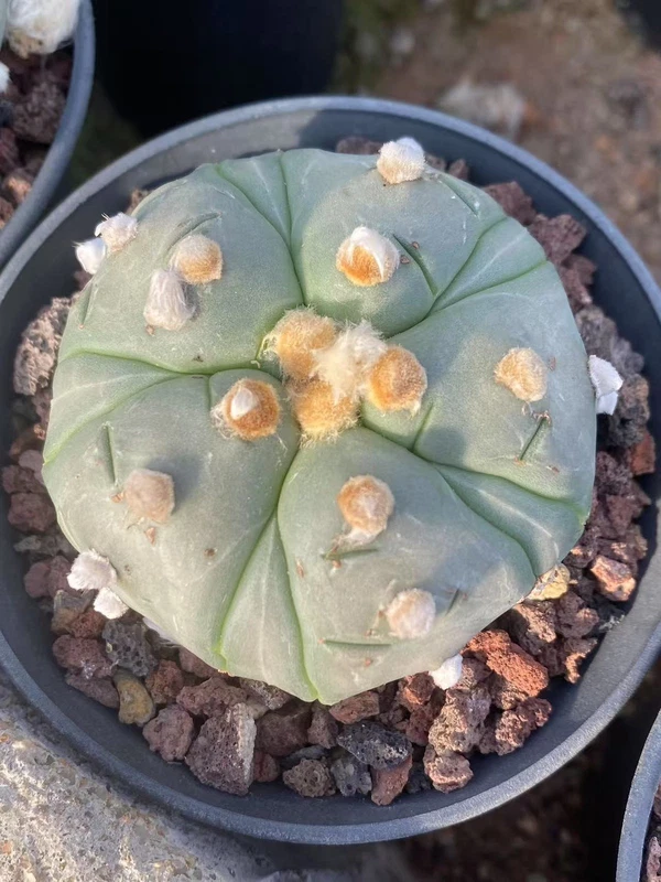 Astrophytum asterias Primitive succulent plants seedgrowth WYSIWYG7.4-3