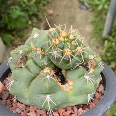 RareSucculent plant Gymnocalycium paraguayense Cactus seedgrowth WYSIWYG