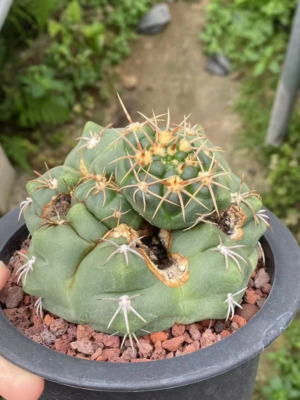 RareSucculent plant Gymnocalycium paraguayense Cactus seedgrowth WYSIWYG