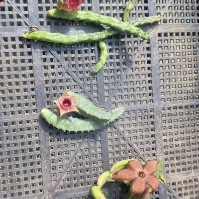 6PCS Asclepiadaceae RareSucculent Cacti Cactaceae Cactus plants Garden Plants