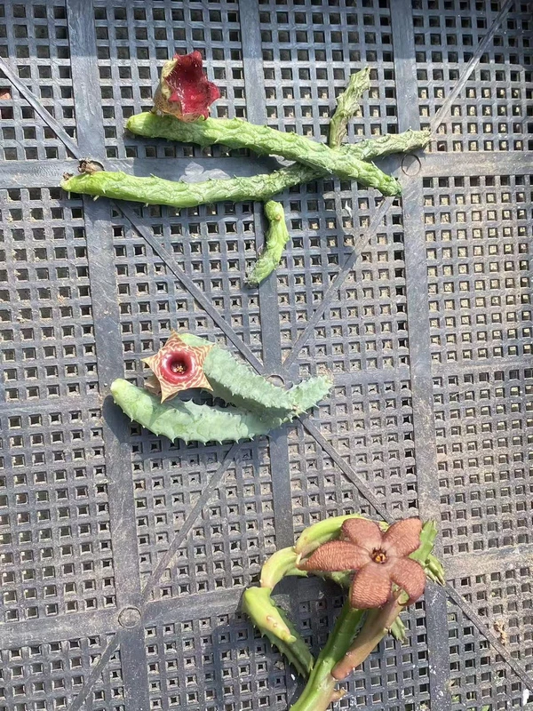 6PCS Asclepiadaceae RareSucculent Cacti Cactaceae Cactus plants Garden Plants