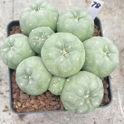 LF cactus Succulent Multiple heads Plant Garden beautiful seedgrowth WYSIWYG 78