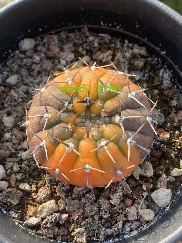 Gymnocalycium variegated cactus plants Garden decoration seedgrowth WYSIWYG2