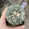 Astrophytum asterias seedgrowth cactus Boutique WYSIWYG T13