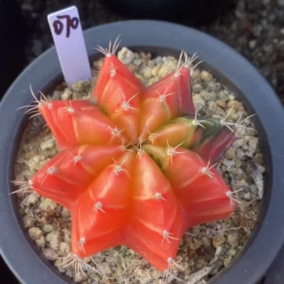 Gymnocalycium mihanovichii variegata Succulent plants Boutique Garden WYSIWYG070