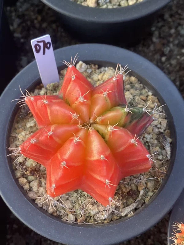 Gymnocalycium mihanovichii variegata Succulent plants Boutique Garden WYSIWYG070