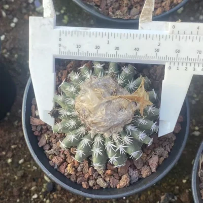 Discocactus woutersianus x horstii succulents Cactus plants ownroot WYSIWYG 063