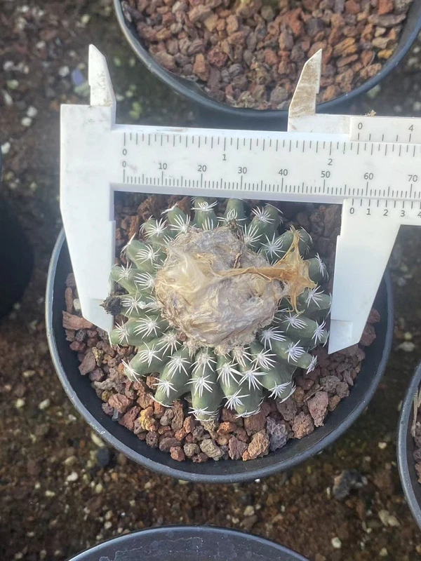 Discocactus woutersianus x horstii succulents Cactus plants ownroot WYSIWYG 063