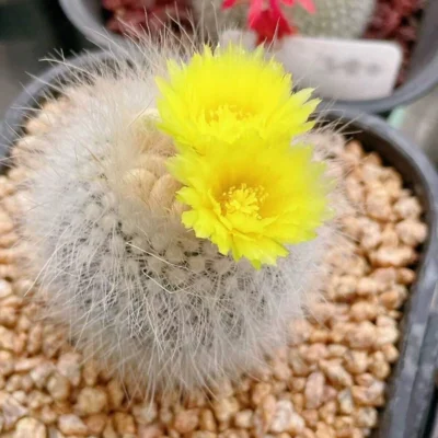 3PCS 3-5cm parodia scopa var Succulent Cactus Plant garden Beautiful Plants