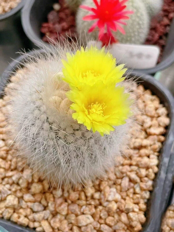 3PCS 3-5cm parodia scopa var Succulent Cactus Plant garden Beautiful Plants