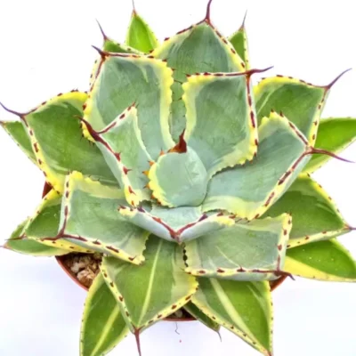 Agave potatorum Kishoukan Succulent plants potted Home Garden Plants 8-11cm