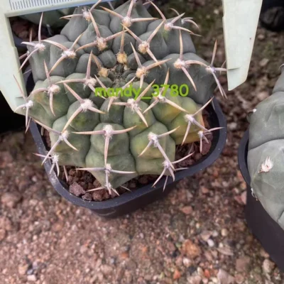 RareSucculent Plant Gymnocalycium quehlianum variegated seedgrowth WYSIWYG#6