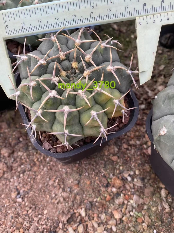 RareSucculent Plant Gymnocalycium quehlianum variegated seedgrowth WYSIWYG#6