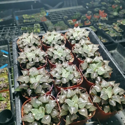 3PCS 5-8cm Plants Haworthia Magnifica V.atrofusca Beautiful Succulent cactus