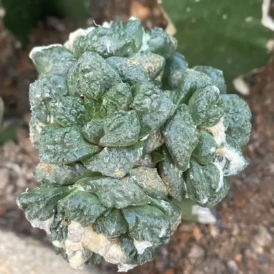 Multi Heads Ariocarpus retusus Succulentgrafted with rootstock 3CM WYSIWYG
