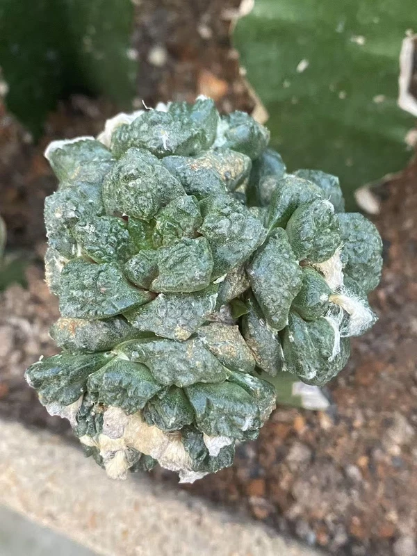 Multi Heads Ariocarpus retusus Succulentgrafted with rootstock 3CM WYSIWYG