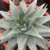 RareSucculent cactus Plant Dyckia zebra big size 10-13CM Garden Décor Boutique