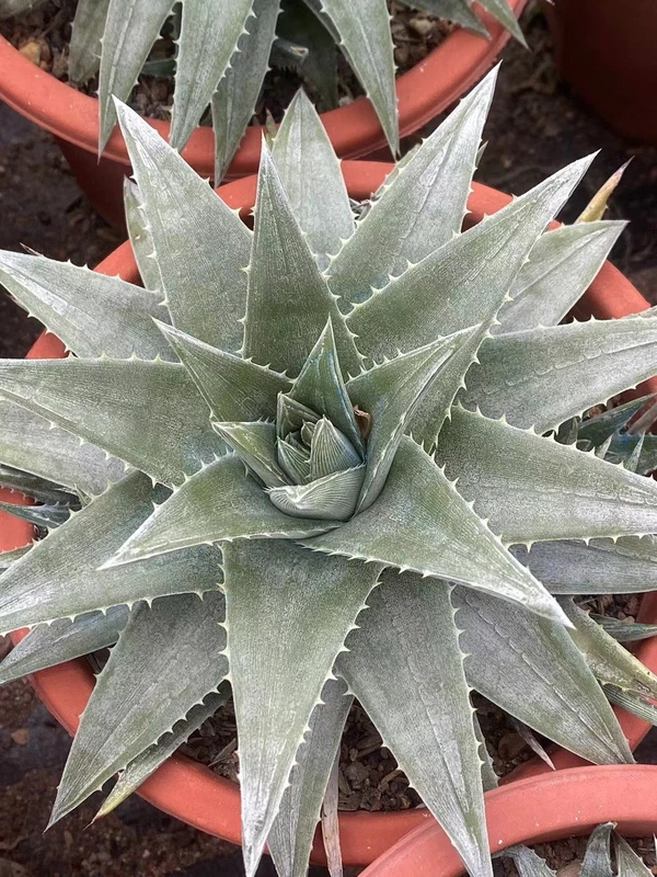 RareSucculent cactus Plant Dyckia zebra big size 10-13CM Garden Décor Boutique