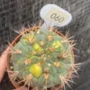 RareSucculent Plant Gymnocalycium Variegated seedgrowth Garden Décor WYSIWYG 60#