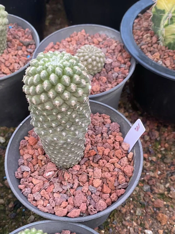 Neoporteria napina purple Beautiful RareSucculent Plant WYSIWYG seedgrowth 3#