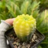 Gymnocalycium quehlianum variegated seedgrowth Succulent Plant WYSIWYG