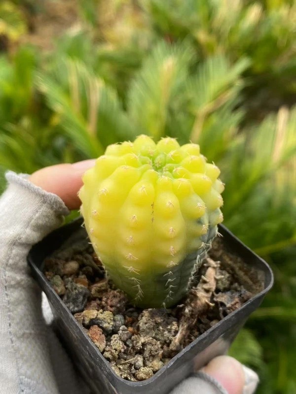 Gymnocalycium quehlianum variegated seedgrowth Succulent Plant WYSIWYG