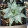 Haworthia RareSucculent cactus Plant Garden Décor Boutique 8-9CM