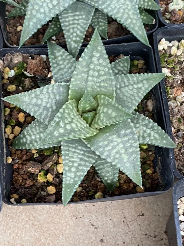 Haworthia RareSucculent cactus Plant Garden Décor Boutique 8-9CM