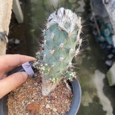 OLD Turbinicarpus gielsdorfianus succulent Cactus seedgrowth WYSIWYG 3