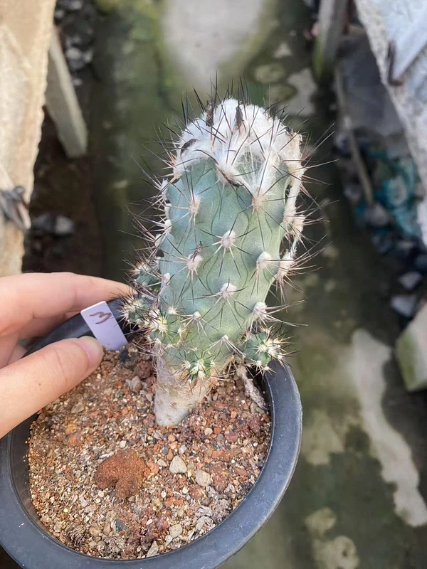 OLD Turbinicarpus gielsdorfianus succulent Cactus seedgrowth WYSIWYG 3