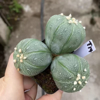 7.2CM Succulent Plant Astrophytum asterias Multi-Head Succulent WYSIWYG T14