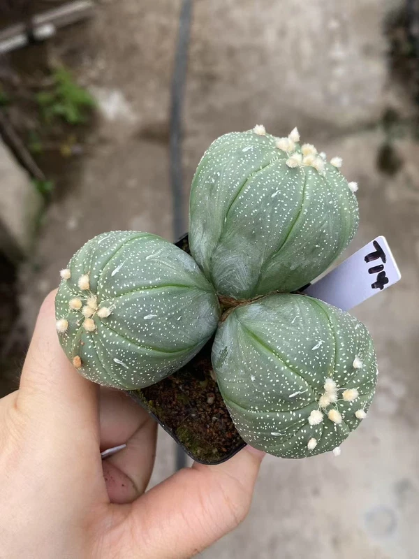 7.2CM Succulent Plant Astrophytum asterias Multi-Head Succulent WYSIWYG T14