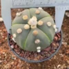 Astrophytum asterias seedgrowth cactus Succulents Boutique WYSIWYG 15
