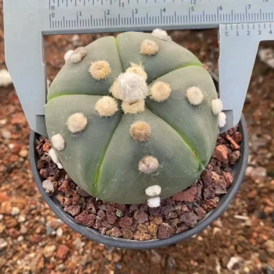 Astrophytum asterias seedgrowth cactus Succulents Boutique WYSIWYG 15